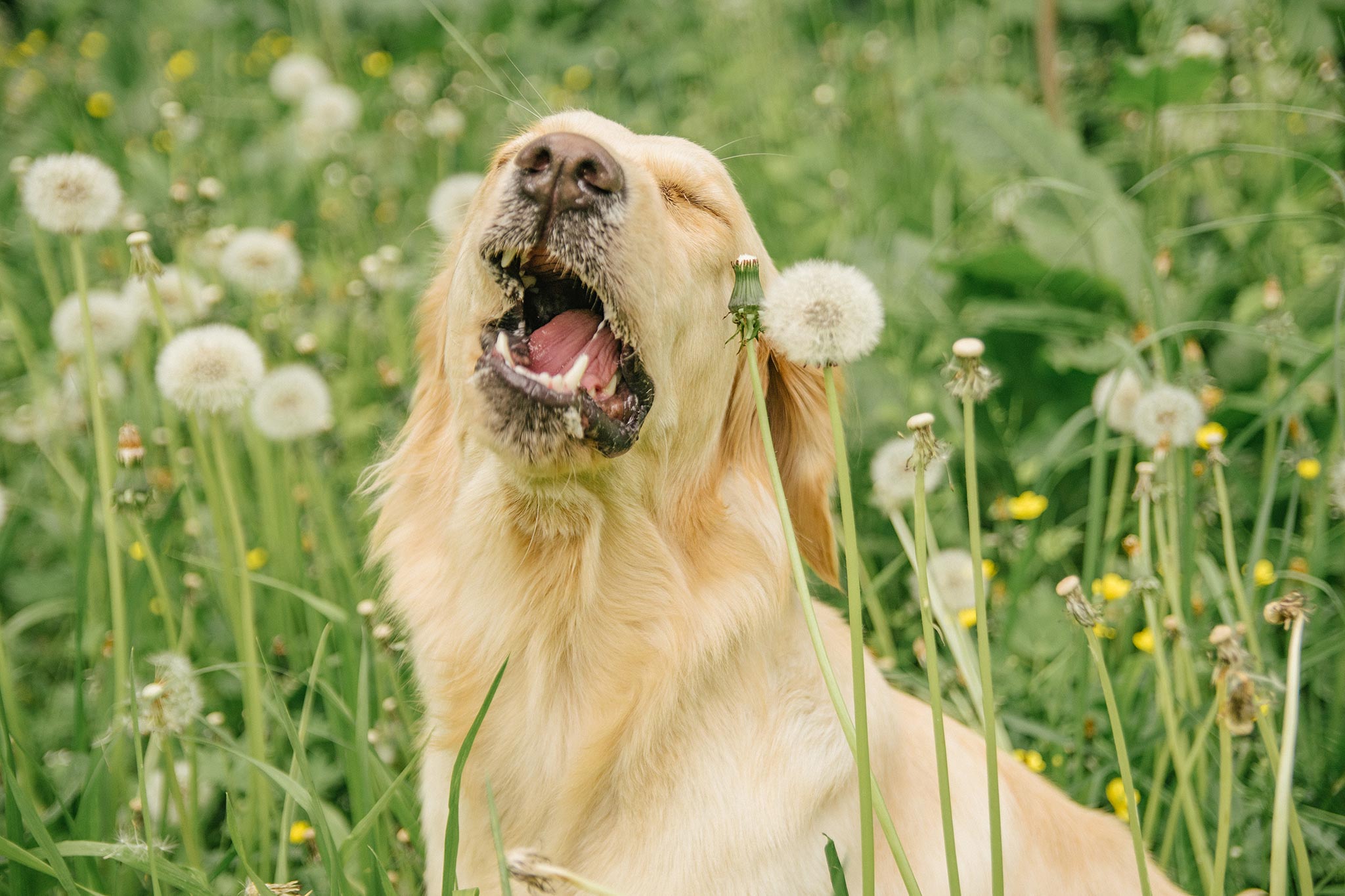 why-is-my-dog-reverse-sneezing-new-braunfels-tx