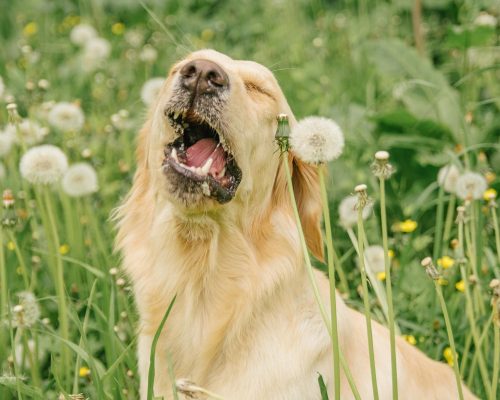 why-is-my-dog-reverse-sneezing-new-braunfels-tx